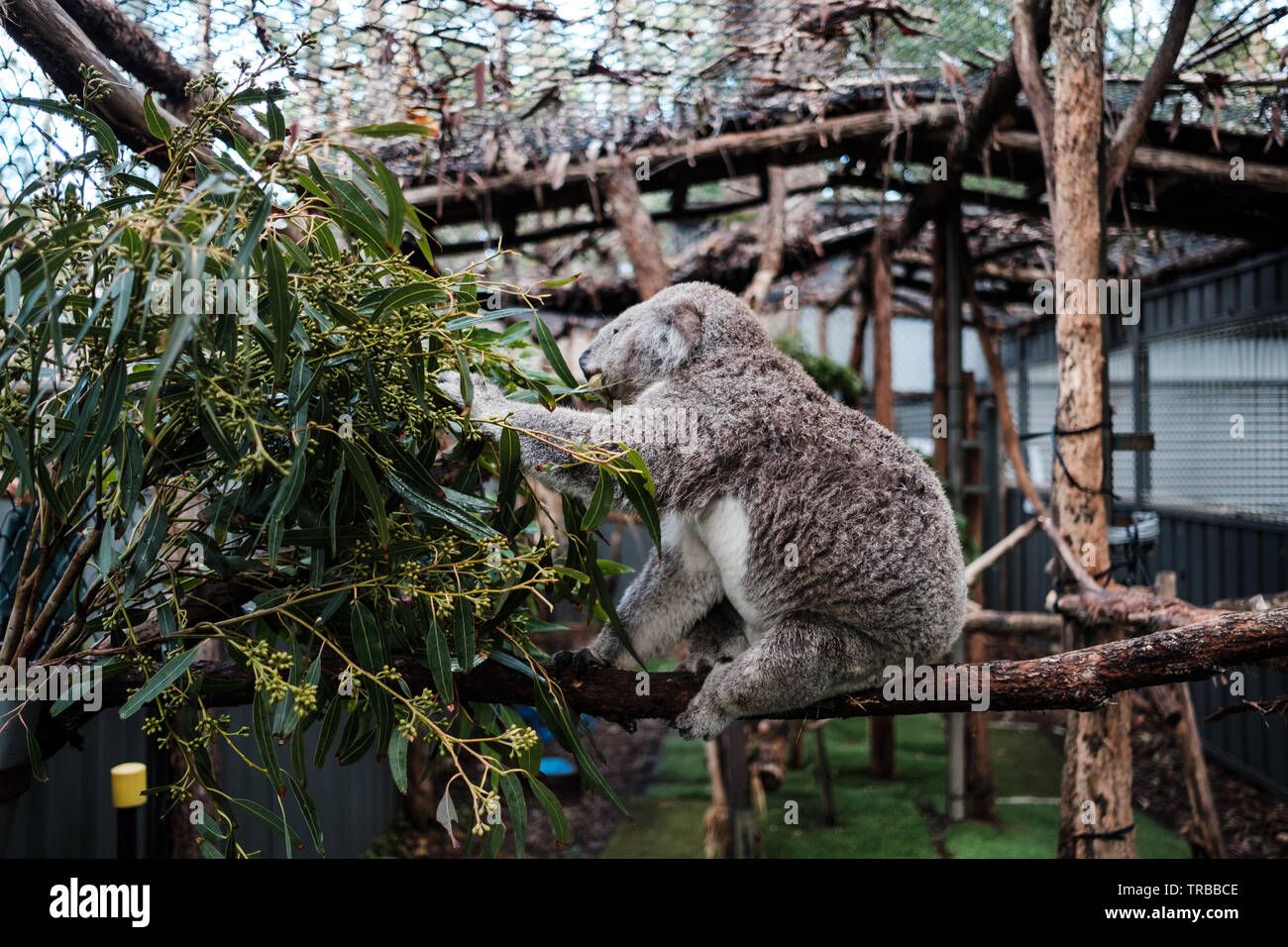 Koala Essen Eucalyptus im Koala Hospital, Port Macquarie, New South Wales, Australien Stockfoto