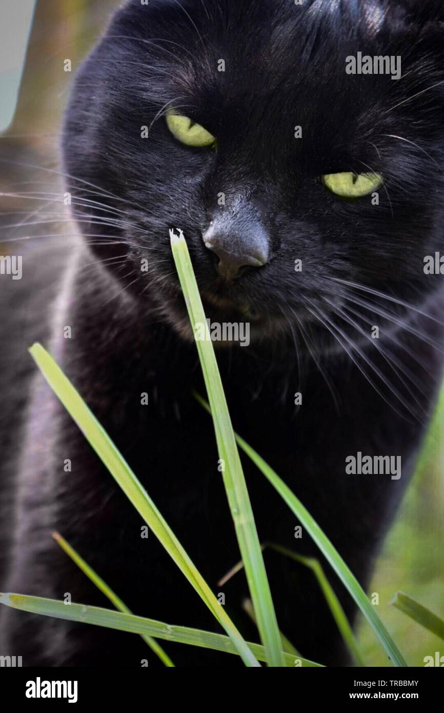 Porträt einer schwarzen Katze Stockfoto