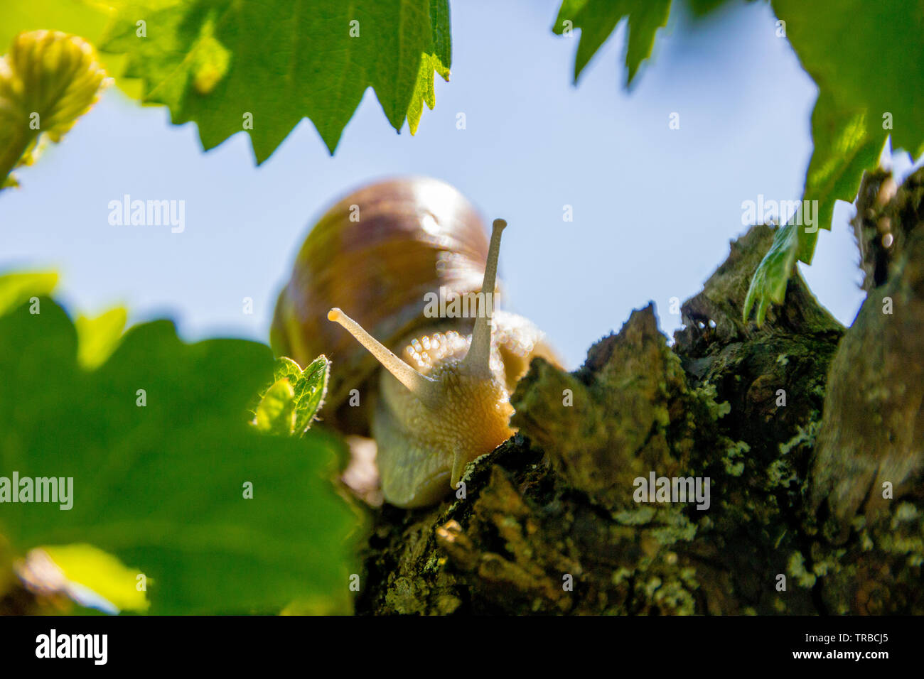 Burgund Land snail (Lat.: Helix pomatia) ist eine Pflanzenart aus der Gattung der Großen, weinbergschnecke oder Escargot für Kochen, oft in den Weinbergen und ist schwer zu Cu Stockfoto