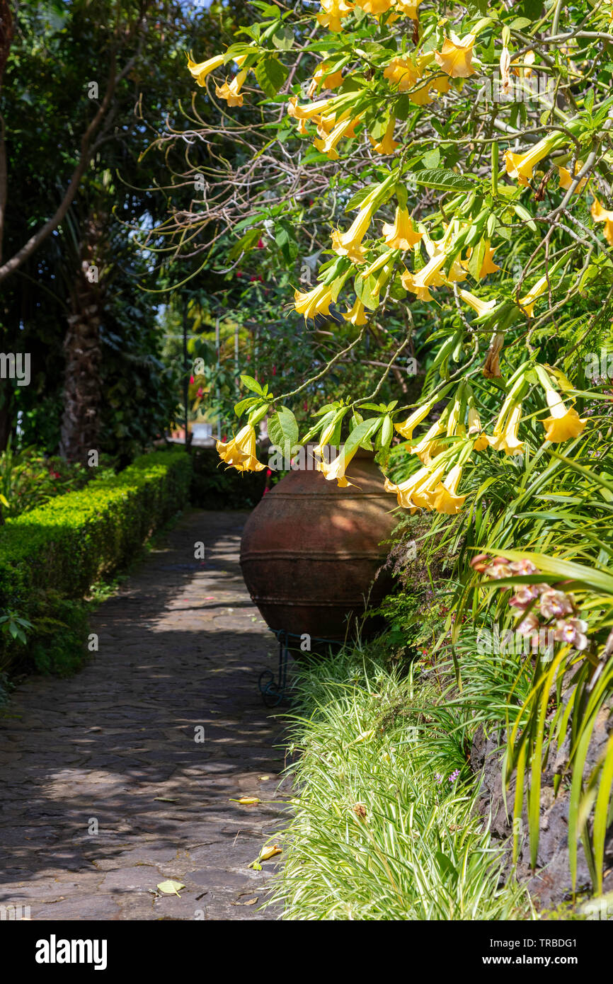 Terrakotta Urne, Botanical Gardens, Funchal, Madeira Stockfoto