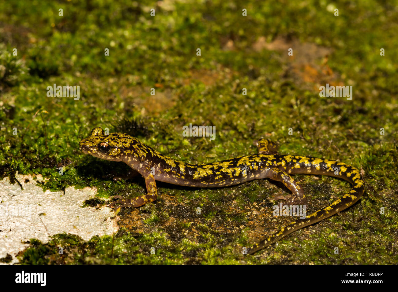 Grüne Salamander (Aneides aeneus) Stockfoto
