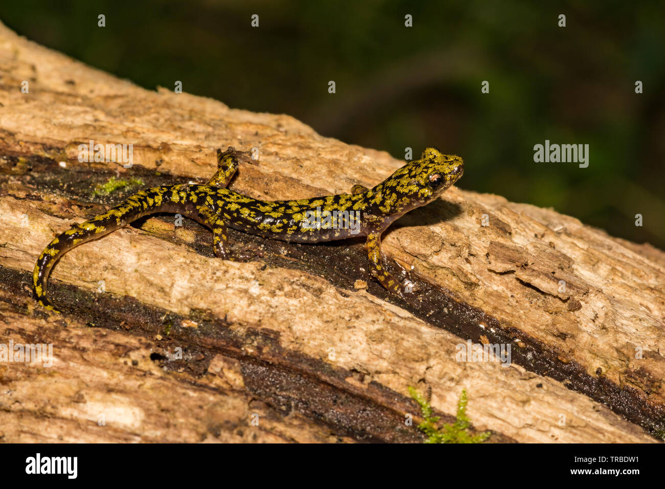 Grüne Salamander (Aneides aeneus) Stockfoto