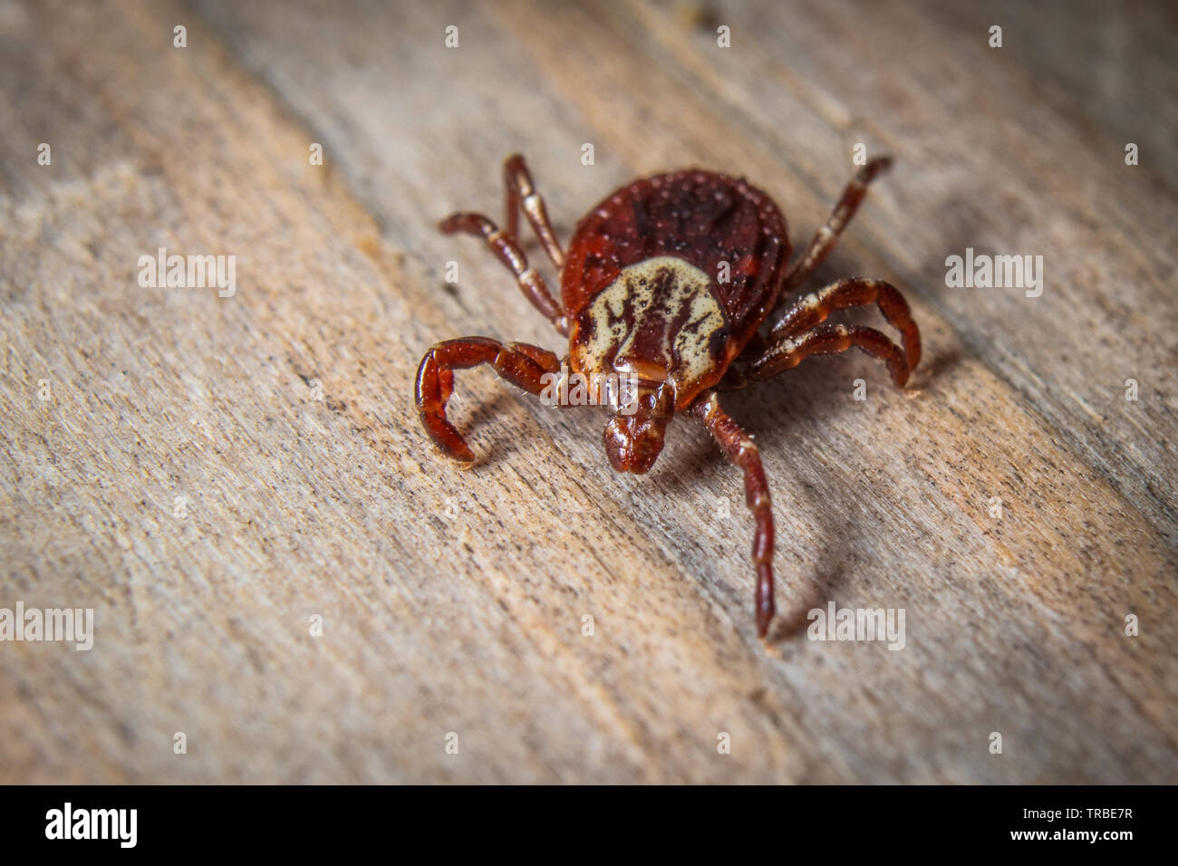 Hier dargestellt ist die American Dog Tick. Stockfoto