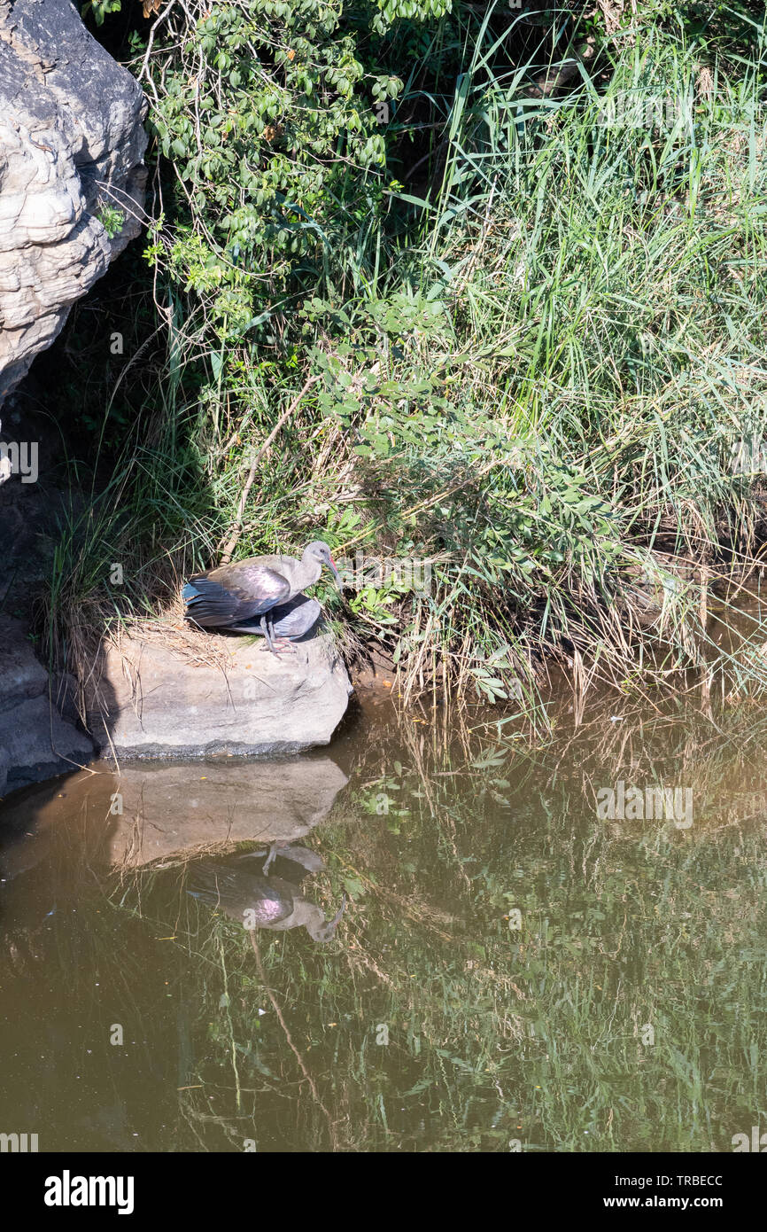 Eine Hadeda Ibis ihre Flügel trocknen nach dem Baden, iMfolozi, Südafrika. Stockfoto