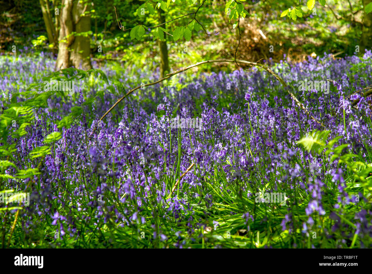 Große hohe Holz mit bluebells blühen Stockfoto