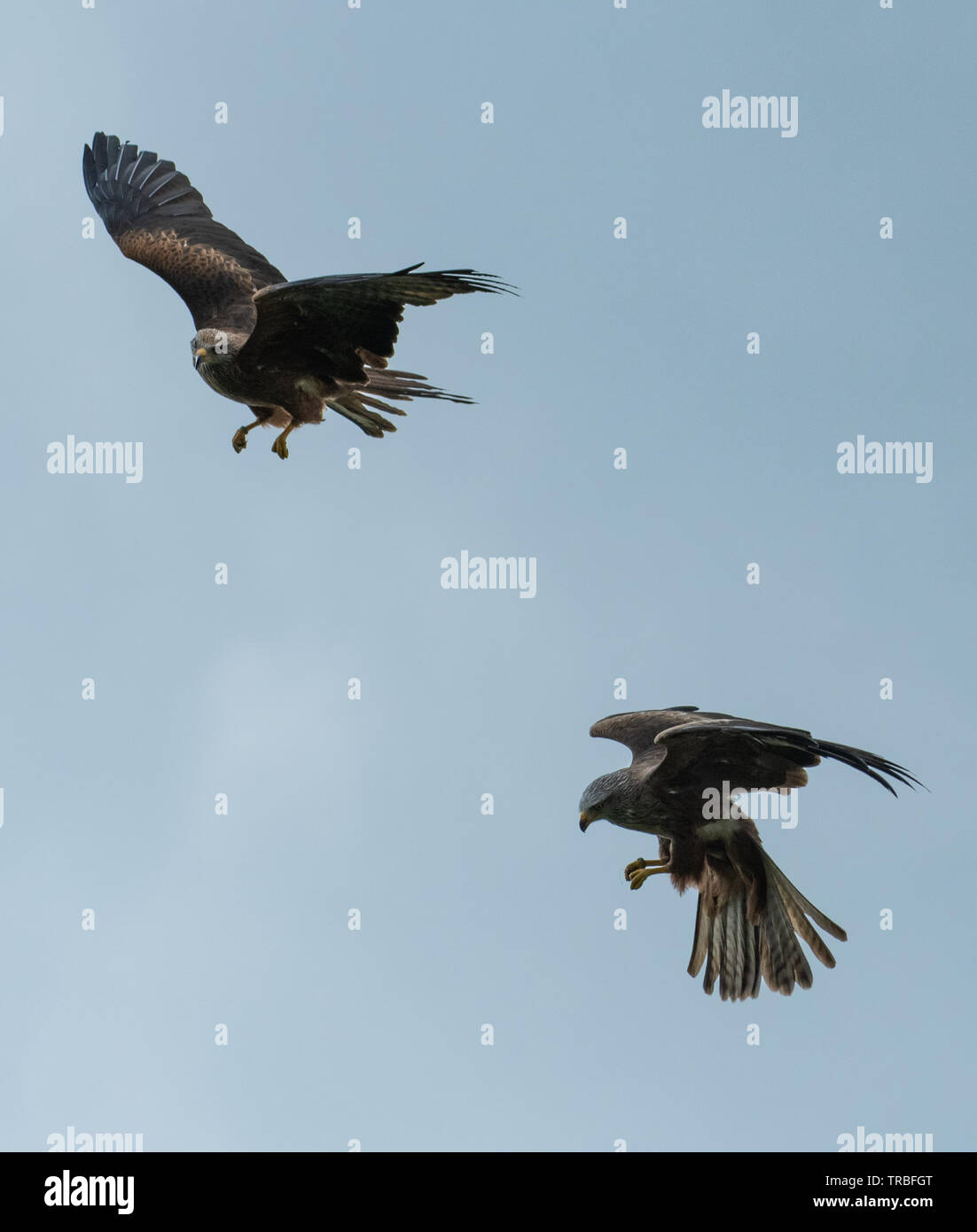 Schwarze Drachen kämpft über Lebensmittel Stockfoto