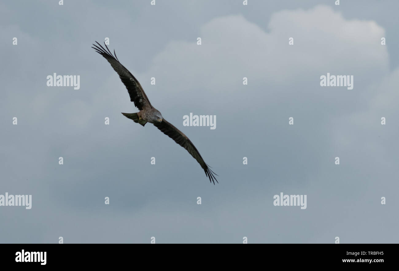 Schwarze Drachen drehen Stockfoto