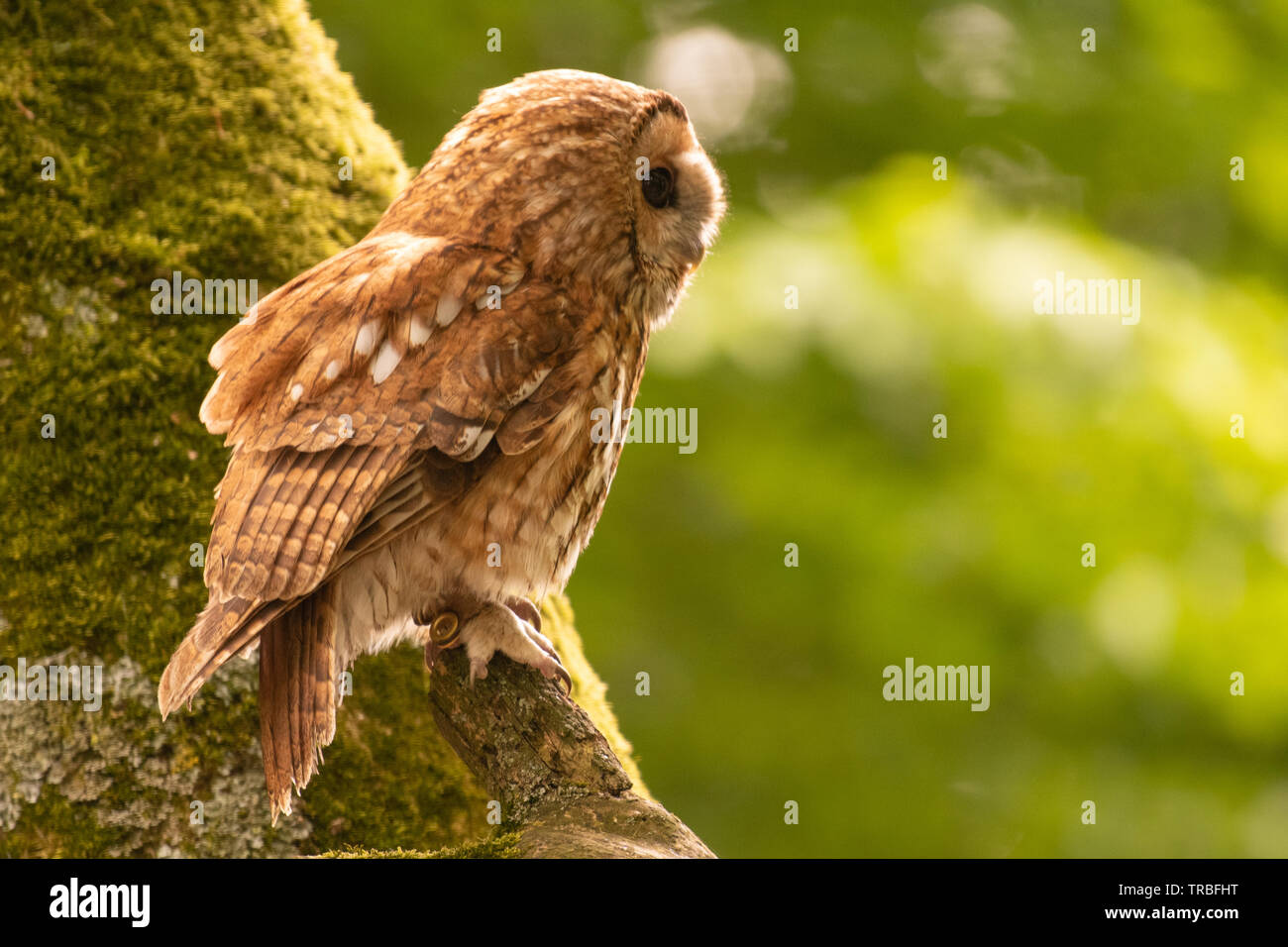 Waldkauz im Baum Stockfoto