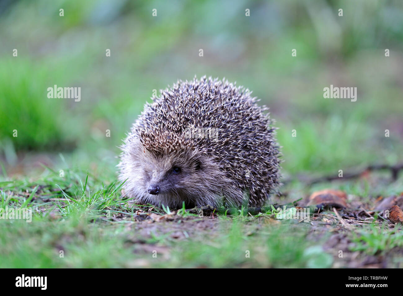 Europäische Igel (Erinaceus Europaeus) Stockfoto