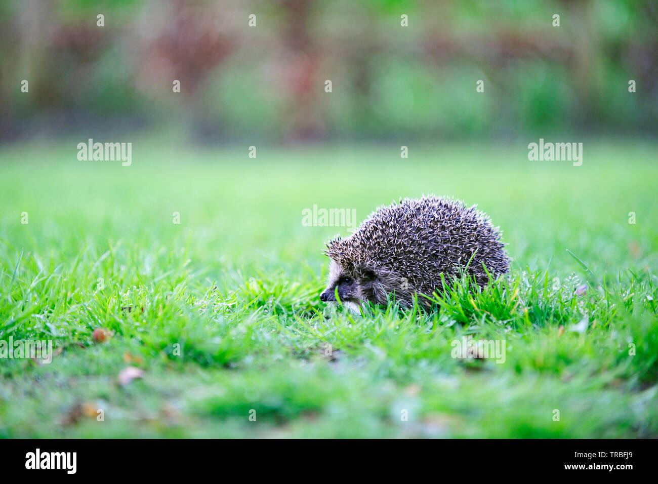 Europäische Igel (Erinaceus Europaeus) Stockfoto