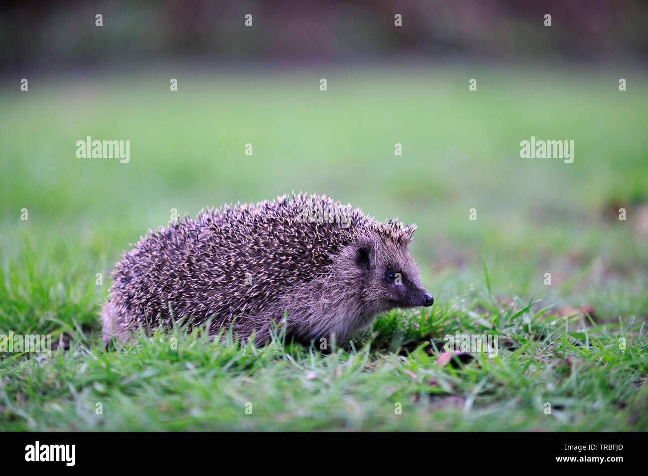 Europäische Igel (Erinaceus Europaeus) Stockfoto