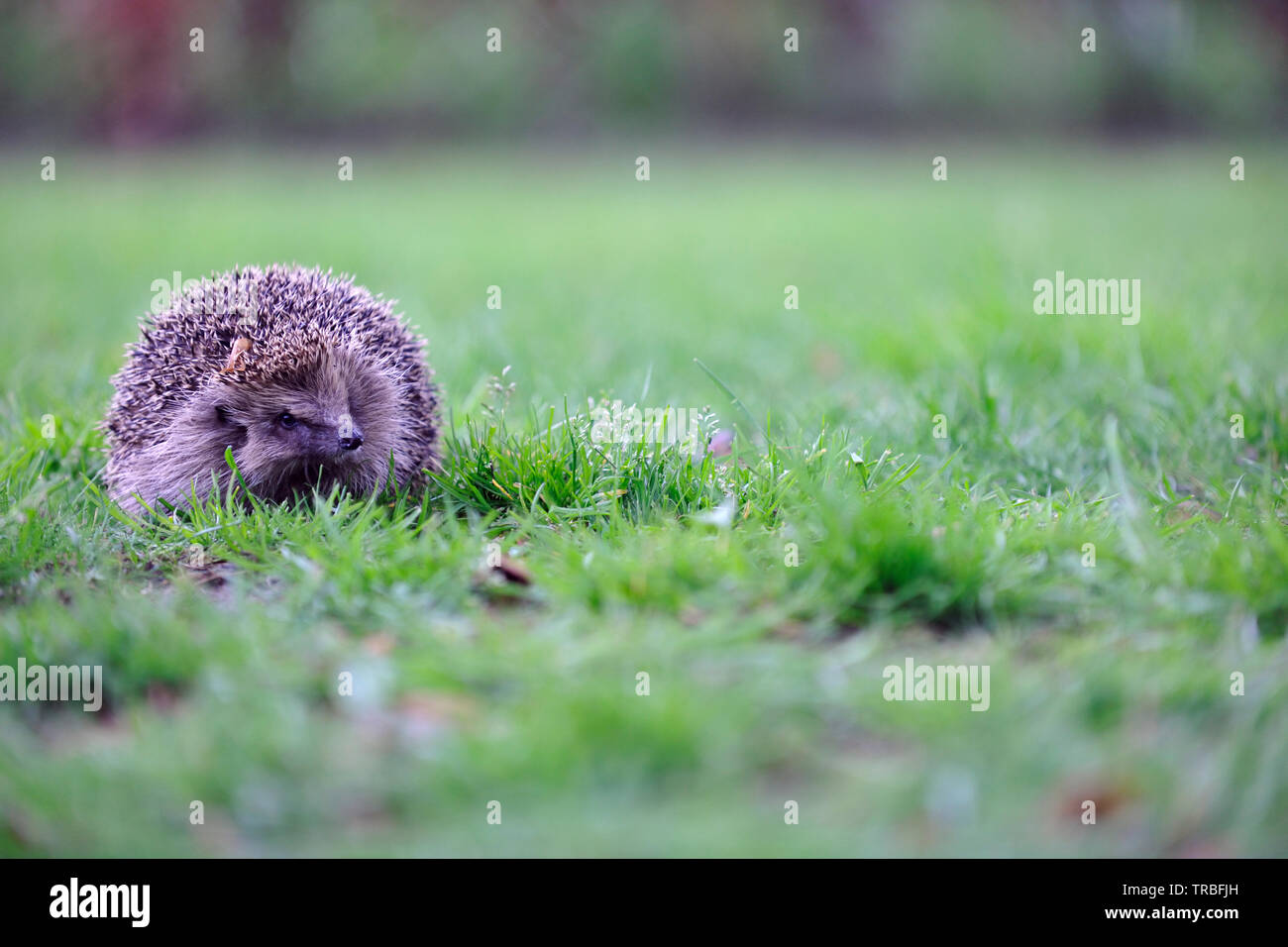 Europäische Igel (Erinaceus Europaeus) Stockfoto