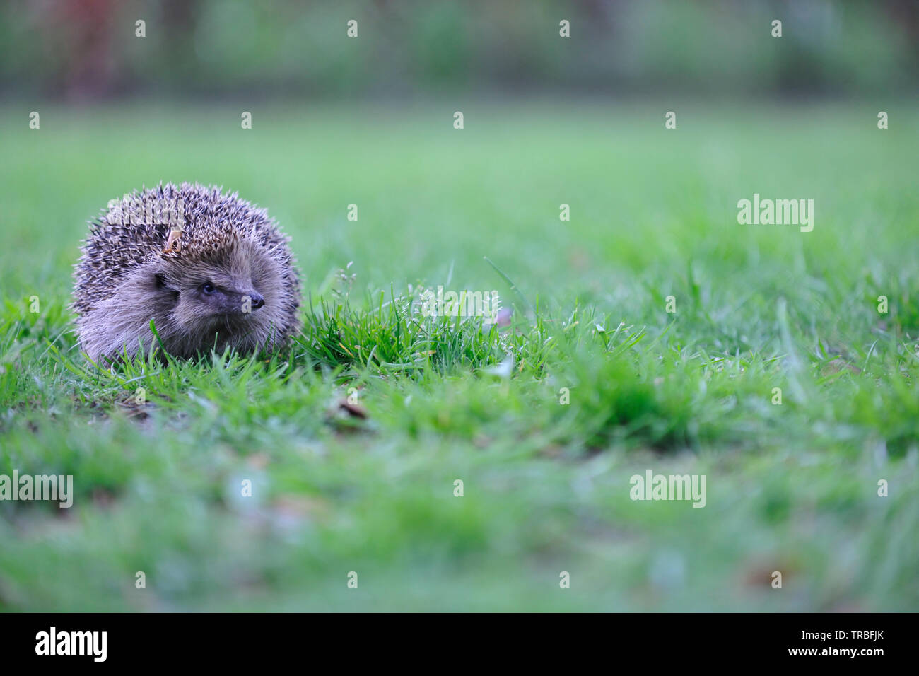 Europäische Igel (Erinaceus Europaeus) Stockfoto