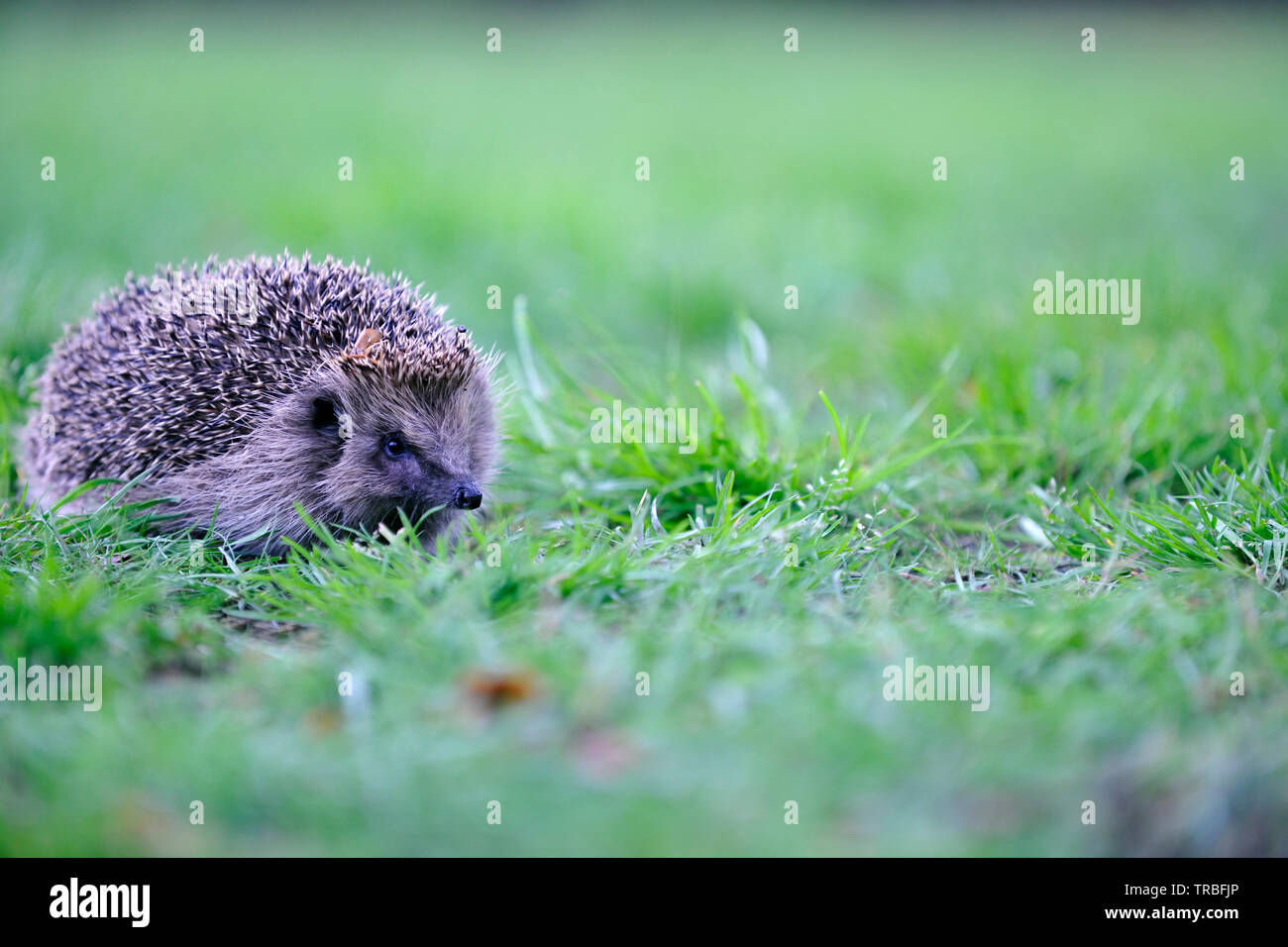 Europäische Igel (Erinaceus Europaeus) Stockfoto