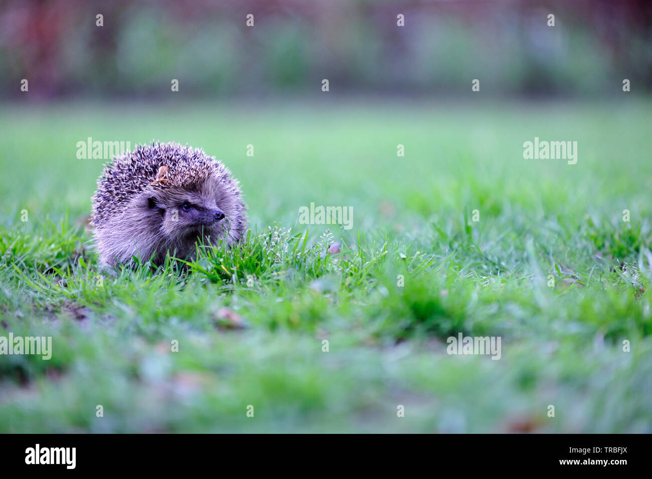 Europäische Igel (Erinaceus Europaeus) Stockfoto