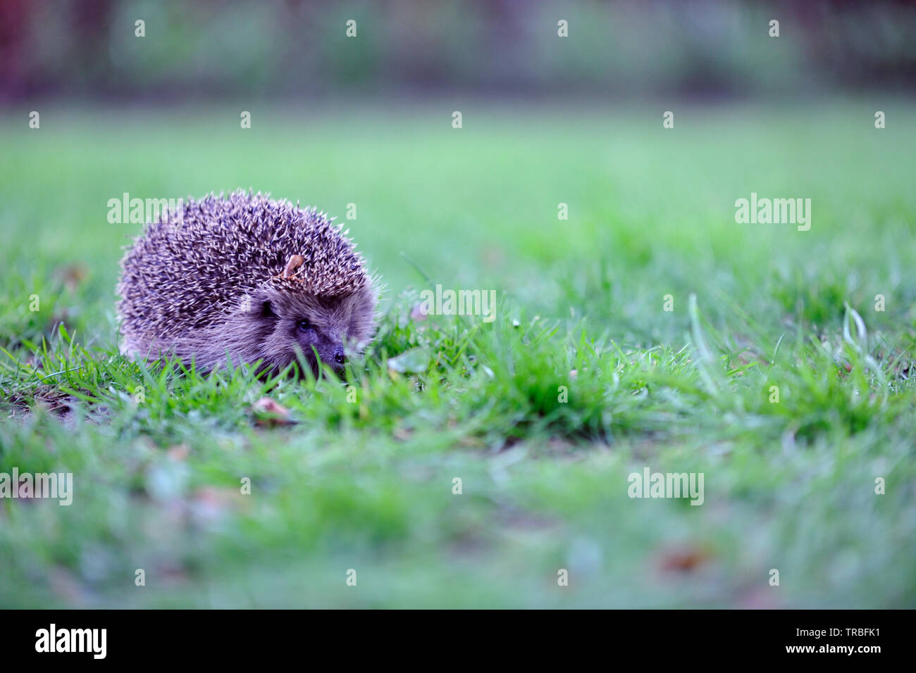 Europäische Igel (Erinaceus Europaeus) Stockfoto