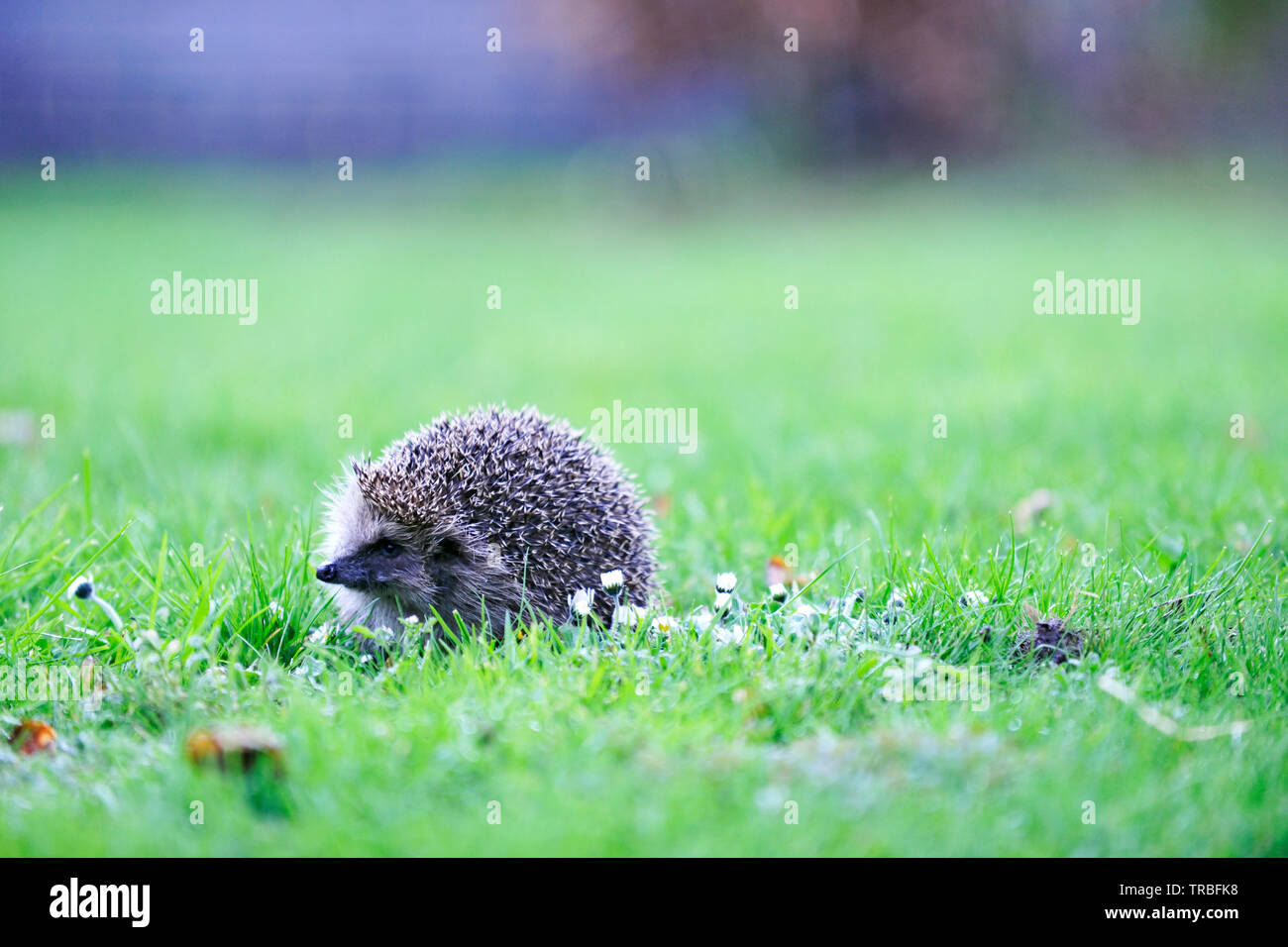 Europäische Igel (Erinaceus Europaeus) Stockfoto