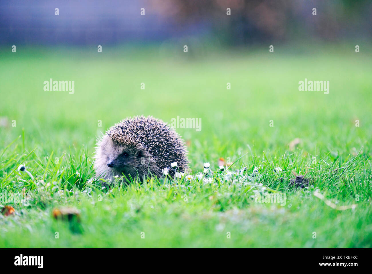 Europäische Igel (Erinaceus Europaeus) Stockfoto