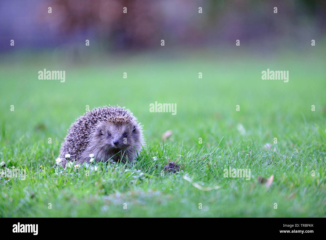 Europäische Igel (Erinaceus Europaeus) Stockfoto