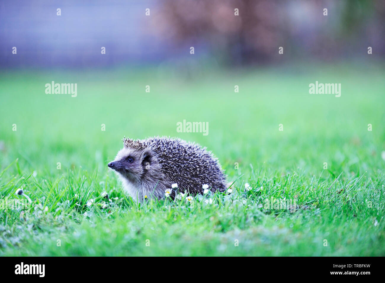 Europäische Igel (Erinaceus Europaeus) Stockfoto