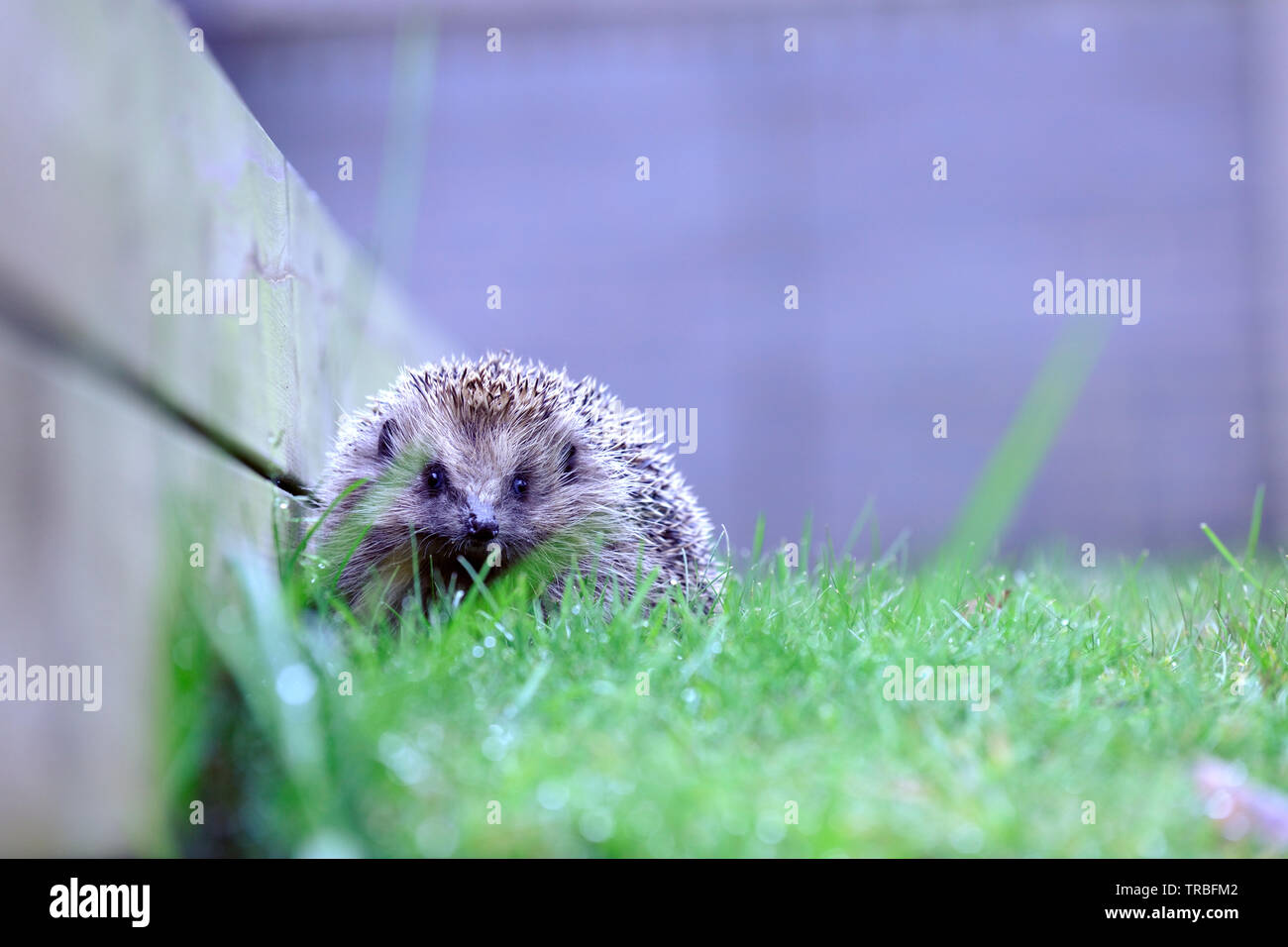 Europäische Igel (Erinaceus Europaeus) Stockfoto