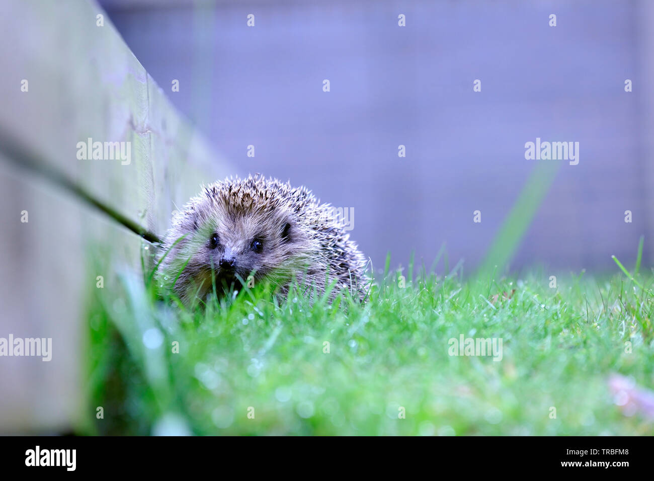 Europäische Igel (Erinaceus Europaeus) Stockfoto