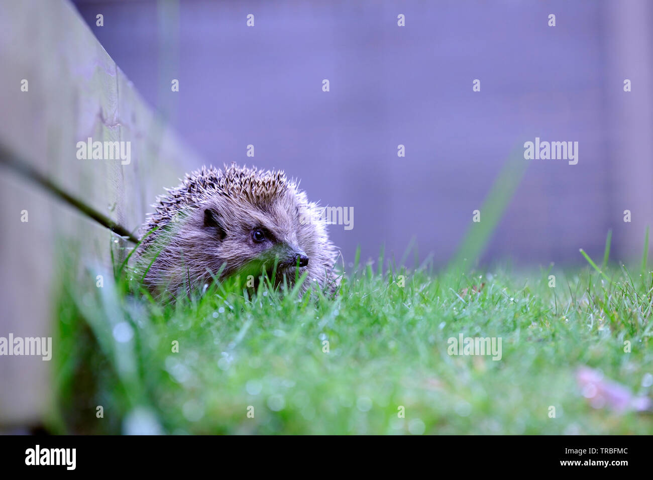 Europäische Igel (Erinaceus Europaeus) Stockfoto