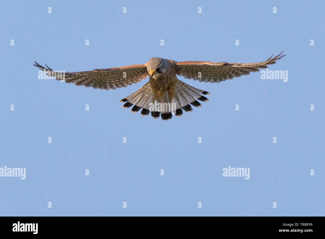 Schließen Detaillierte vorne Blick auf wilde, Britischen, kestrel Raubvogel (Falco tinnunculus) isoliert, hoch oben schwebt in der Luft und blauer Himmel. Stockfoto