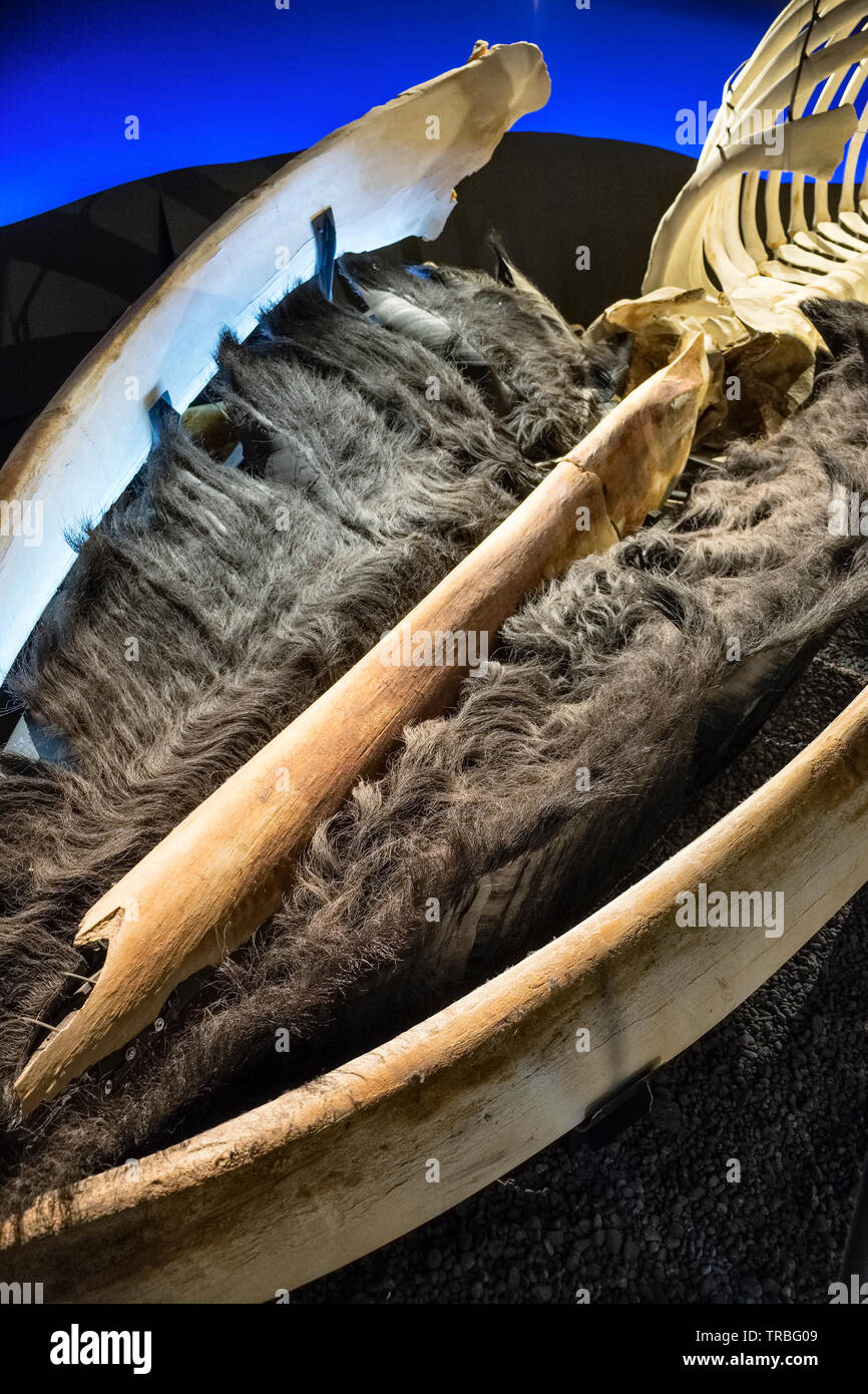 Das Riesige Skelett Eines Blauwals Auf Anzeige Im Husavik Whale Museum Im Norden Von Island Die Barten Fur Die Filterung Von Plankton Ist Deutlich Sichtbar Stockfotografie Alamy