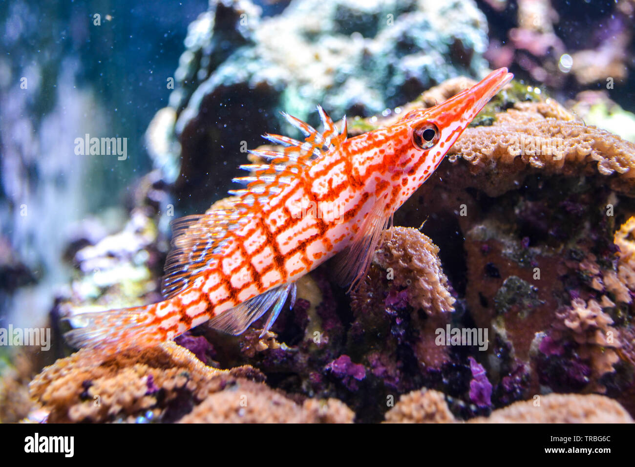 Longnose fischfreundschaften (Oxycirrhites typus) gegen eine Koralle Hintergrund Stockfoto