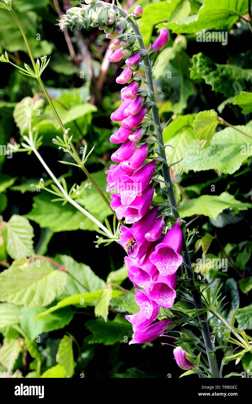 Fingerhut, oder gemeinsame Fingerhut, Digitalis purpurea. Seine lebendige Blumen reichen von verschiedenen Tönungen durch rosa violett, Hellgrau, und rein weiss. Stockfoto