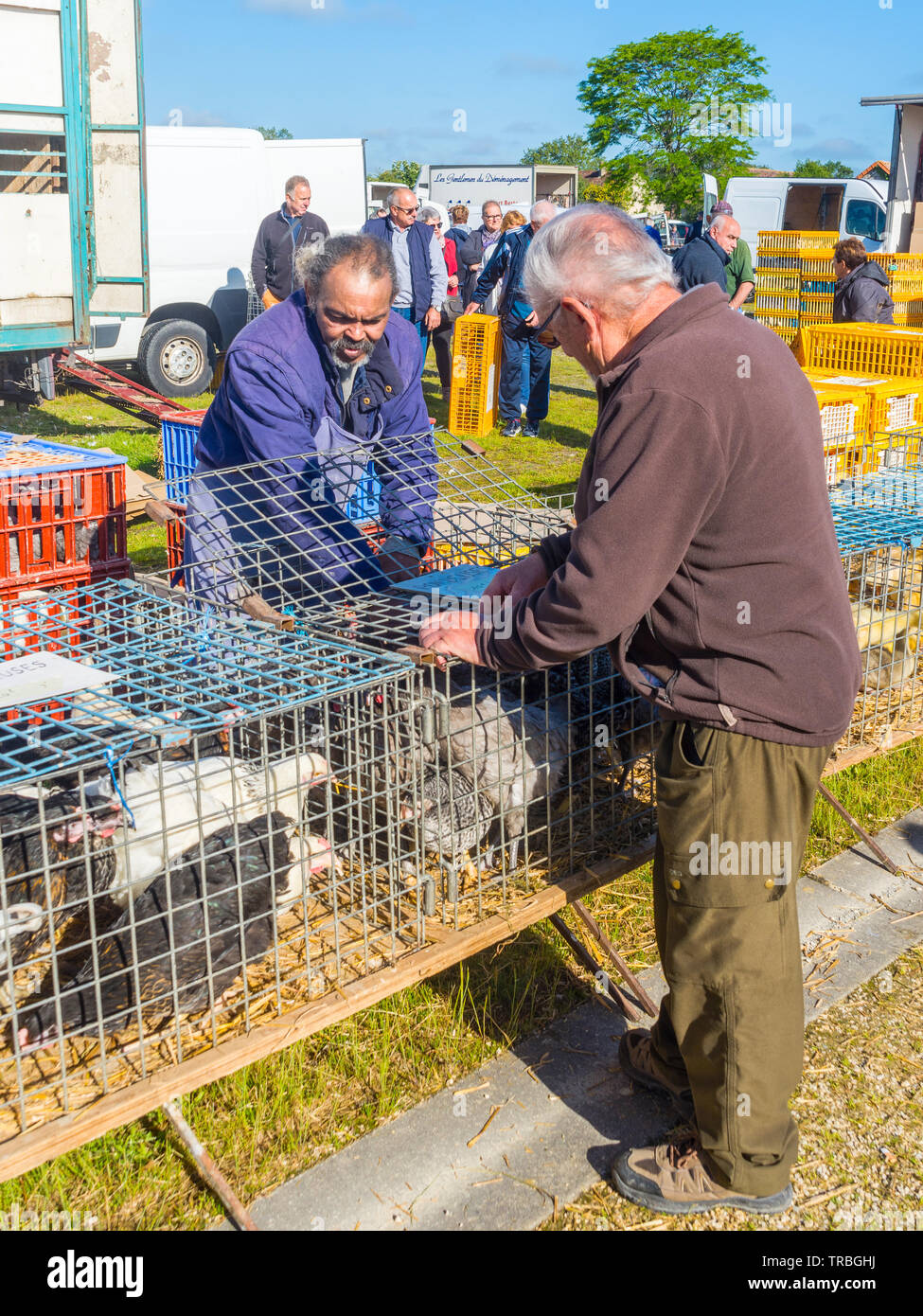 Caged Spiel Vögel zum Verkauf am Markttag in Les Hérolles, Vienne, Frankreich. Stockfoto