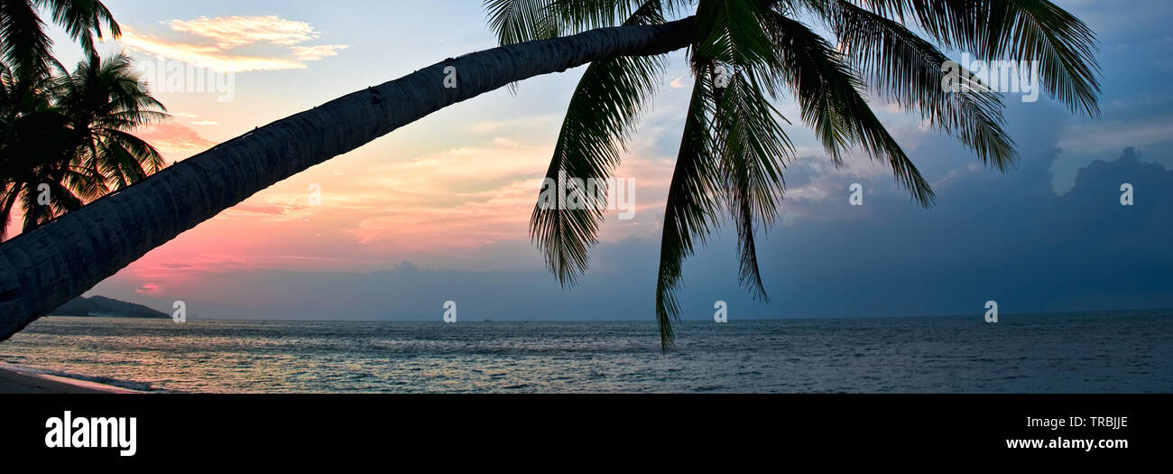 Silhouette von Palm Tree üppigem Laub auf den Strand bei der idyllischen Sonnenuntergang, ruhigen Wasser des Golf von Siam auf Samui horizontal Stockfoto