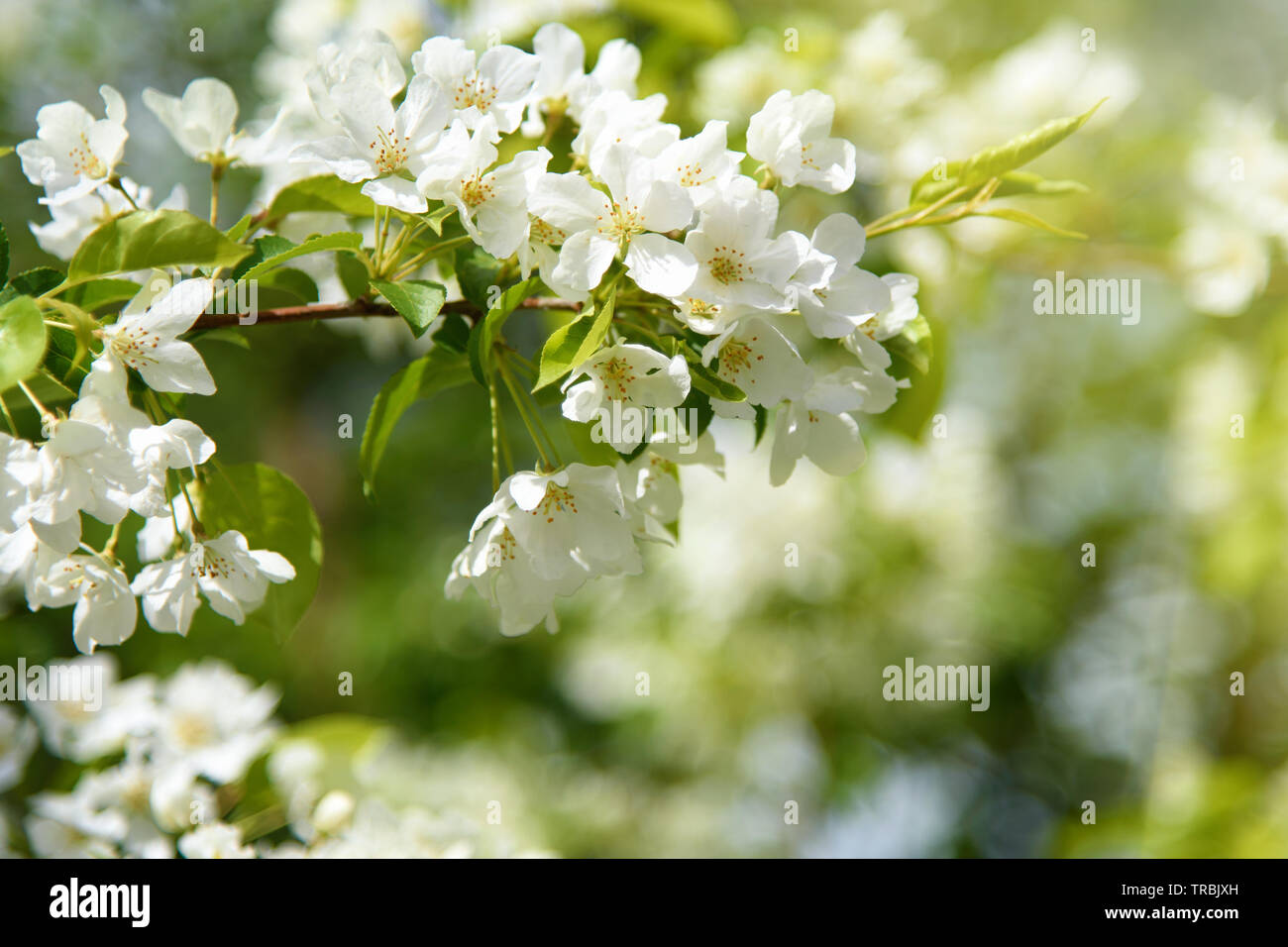 Später Frühling Landschaft: Blühender Apfelbaum im Garten an einem sonnigen Tag Stockfoto
