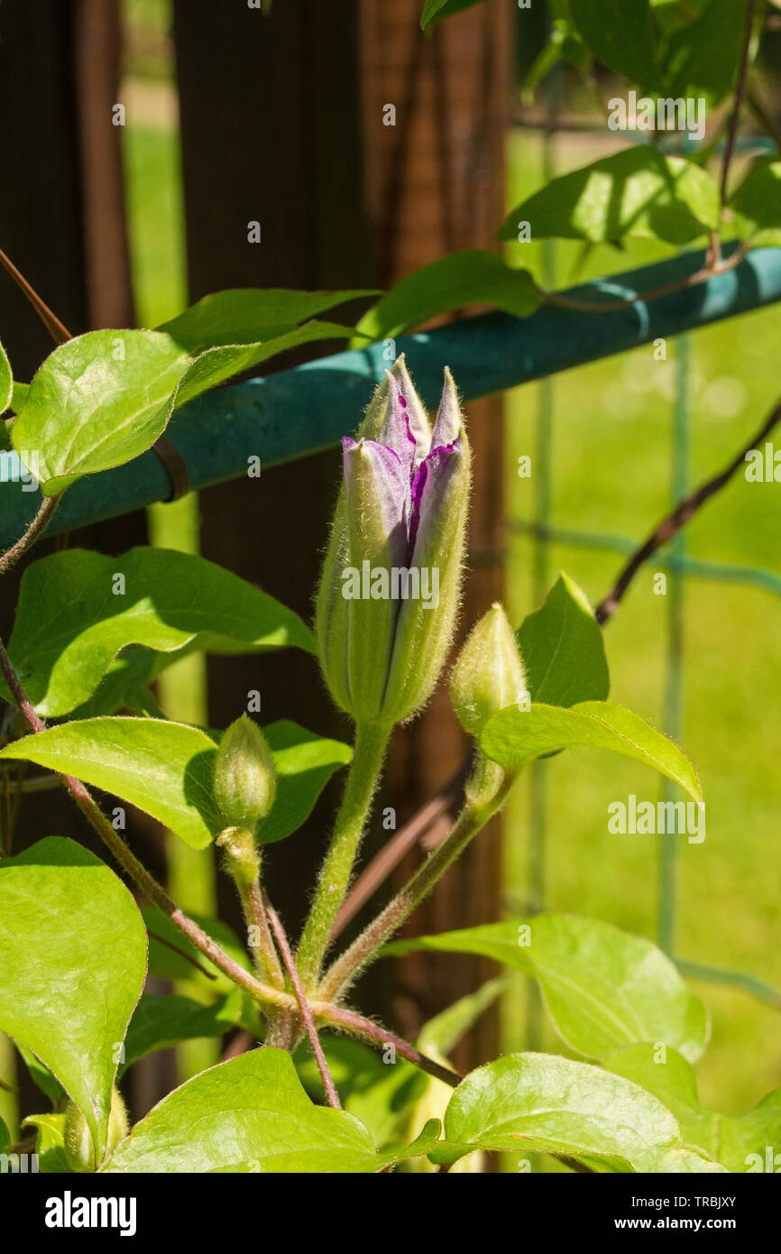 Eine Knospe auf einem violetten Clematis Pflanzen in Nord-Ost-Italien Stockfoto