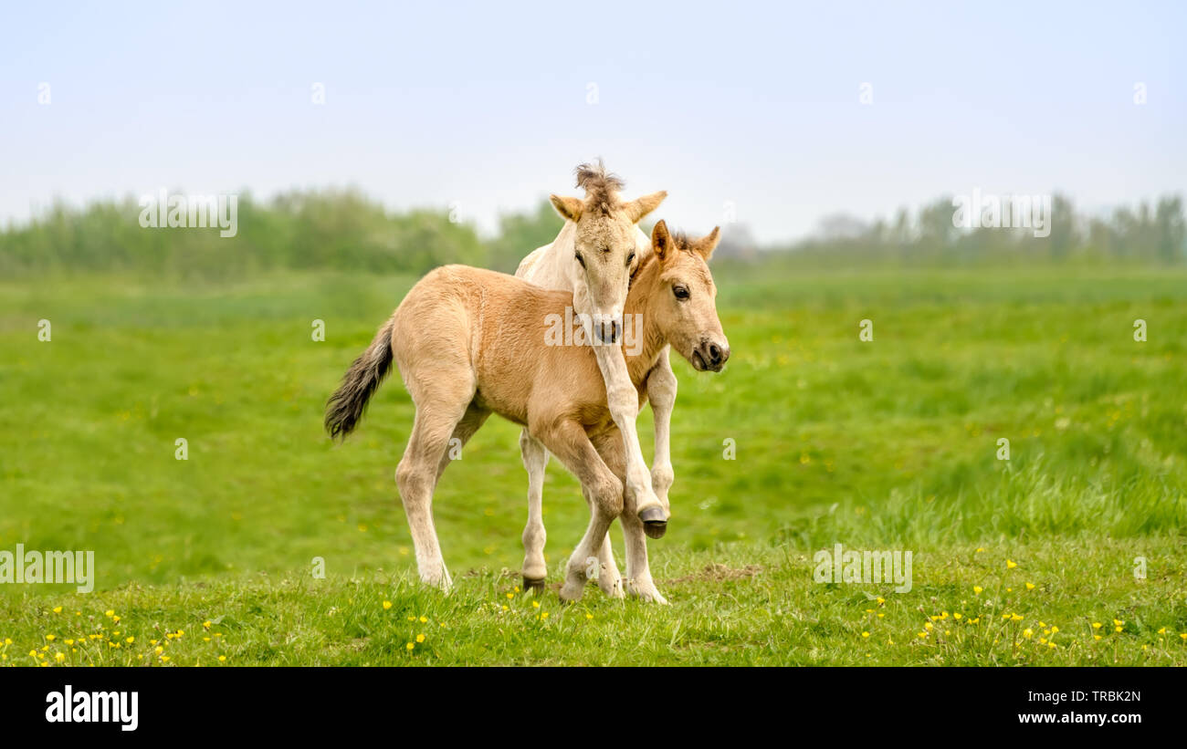 Zwei dun farbige Konik Fohlen spielen, Beine hängen rund um den Hals, einen polnischen primitive Pferderasse im Naturschutzgebiet De Wolldecke, Woppenroth, Holland live Stockfoto