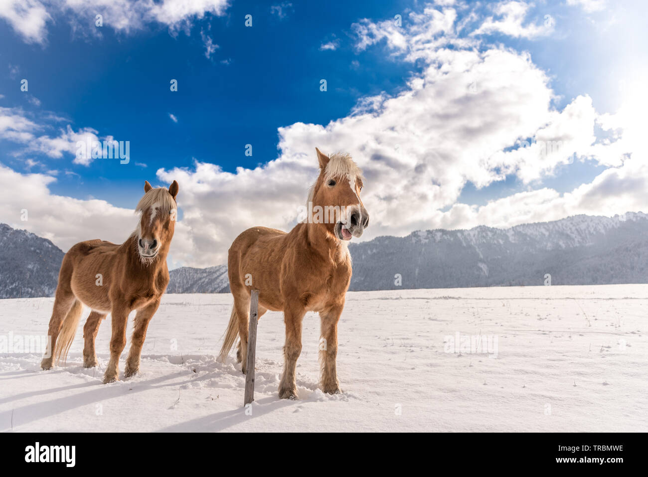 Haflinger Pferde auf dem Winter Wiese und Gipfeln im Hintergrund. Stockfoto