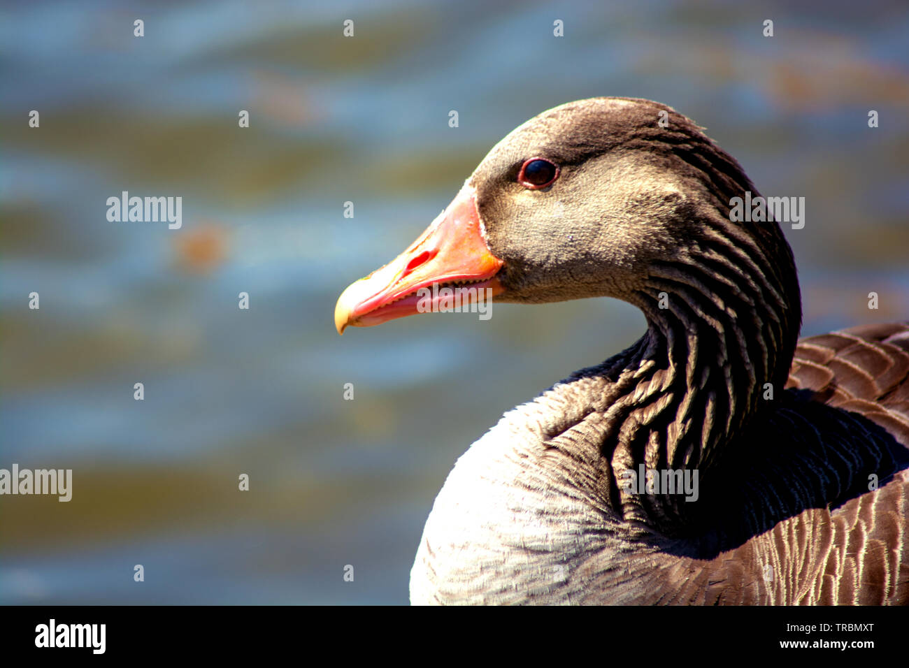 Konzept Wildlife: um meine Liebe Stockfoto