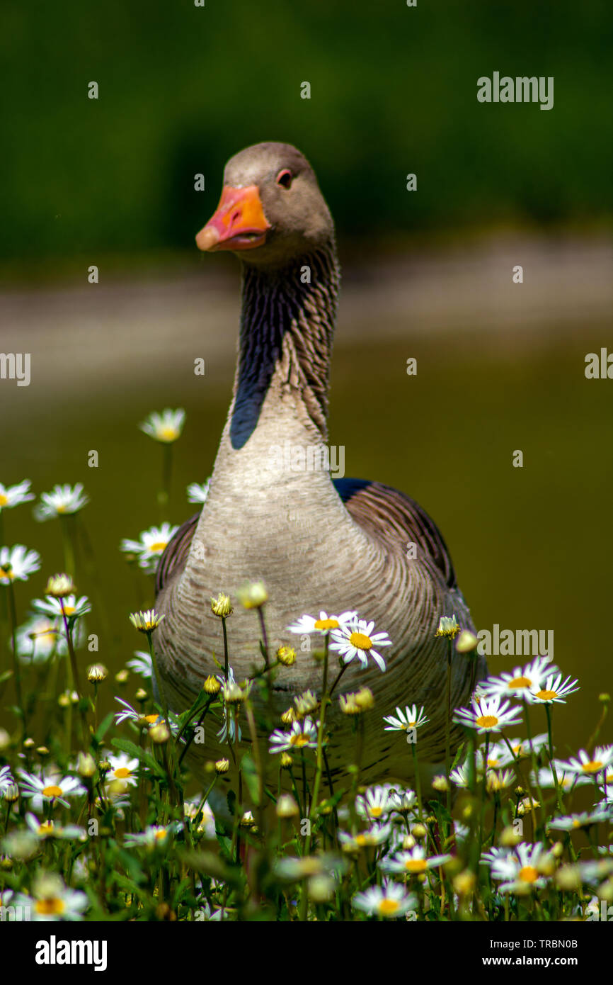 Konzept Wildlife: um meine Liebe Stockfoto