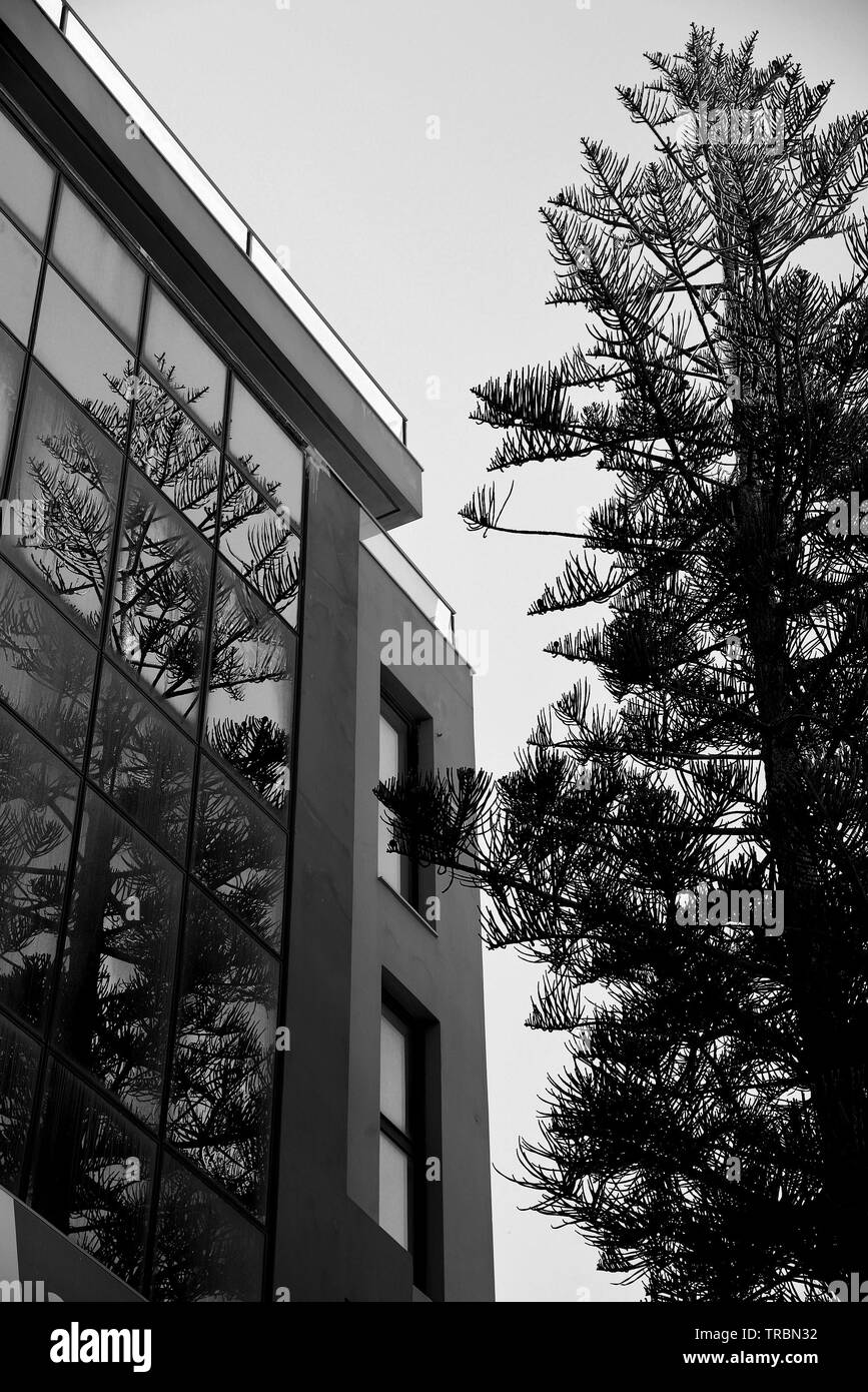 Reflektion von einem Baum auf große Glasfläche eines Bürogebäudes. Stockfoto