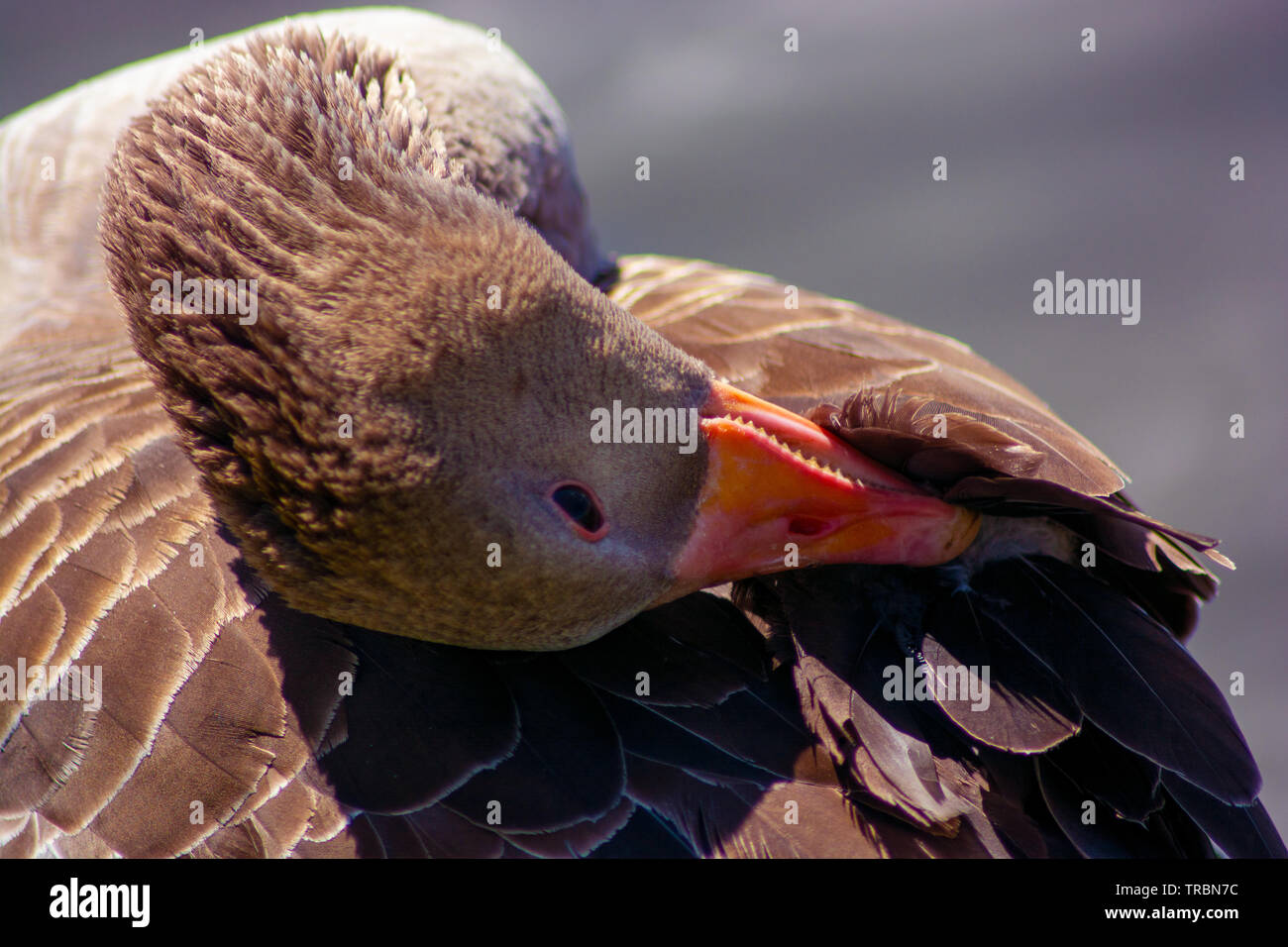 Oncept Wildlife: Es juckt mich Stockfoto Oncept Wildlife: Es juckt mich Stockfoto