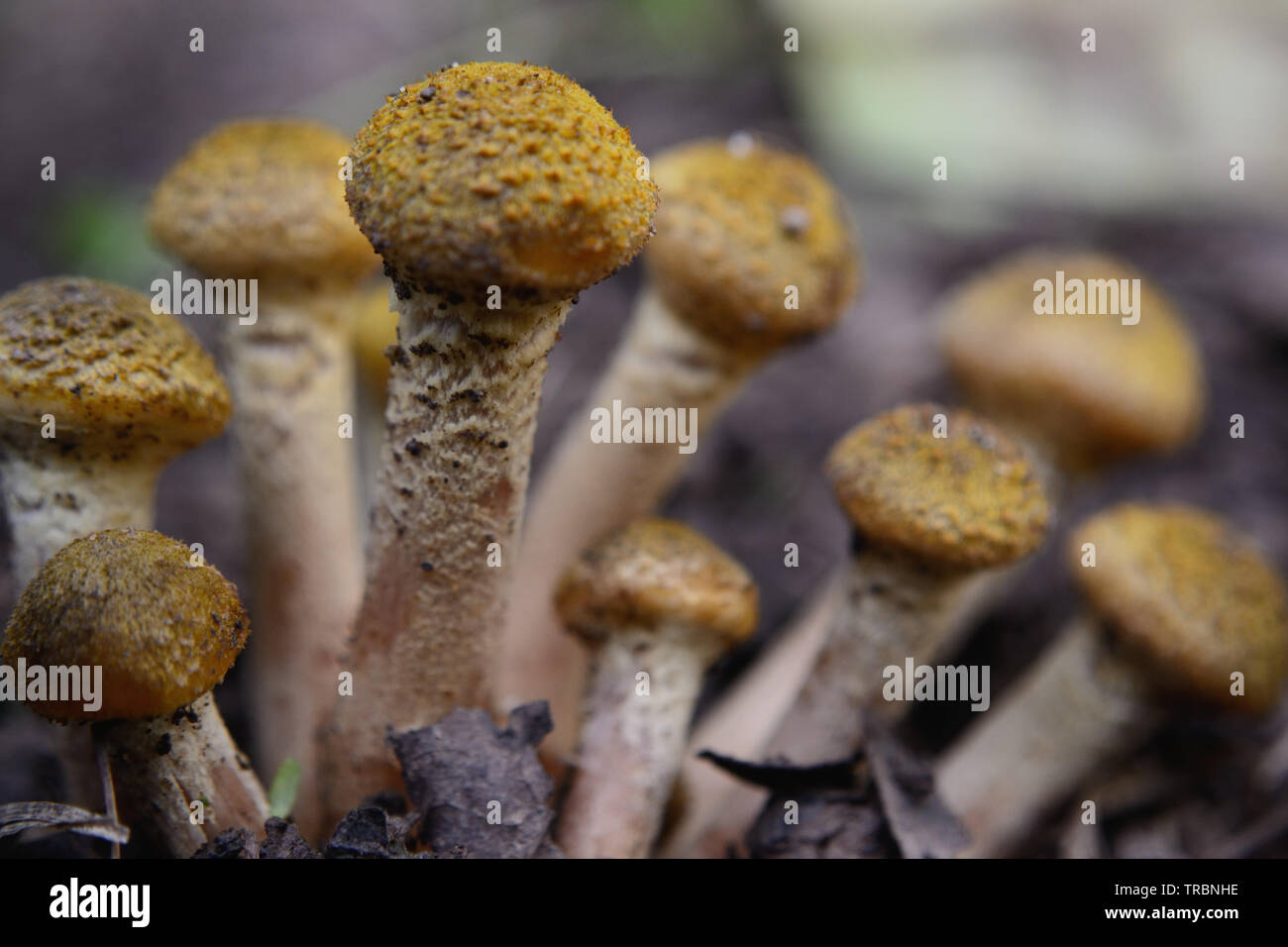 Honig Pilz Armillaria Mellea Pilze, Stockfoto