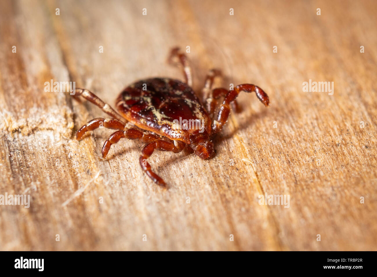 Hier dargestellt ist die American Dog Tick. Stockfoto