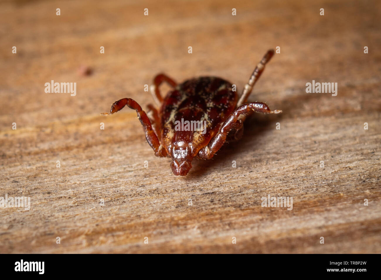 Hier dargestellt ist die American Dog Tick. Stockfoto