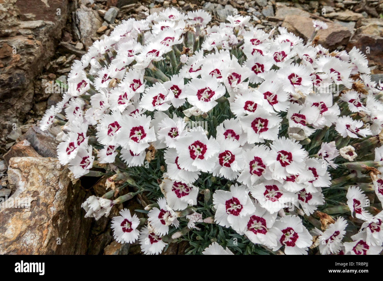 Weiße Dianthus „Starry Eyes“ Alpine Pflanzen Felsstein Stockfoto