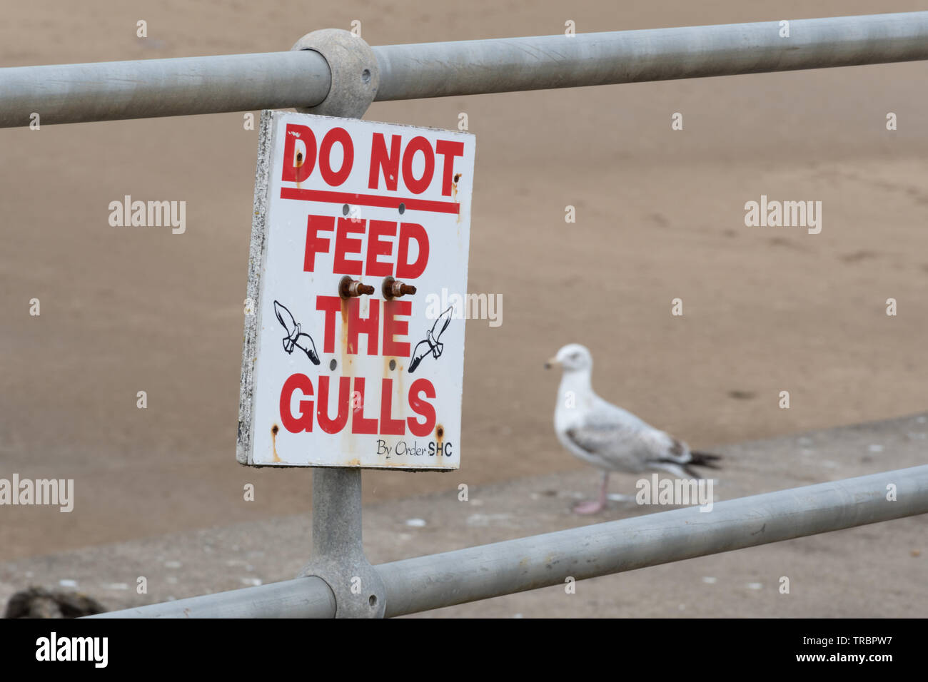 Nicht füttern die Möwen auf der Hafenmauer in Saundersfoot, Wales, UK, mit einer Möwe in der Nähe Stockfoto