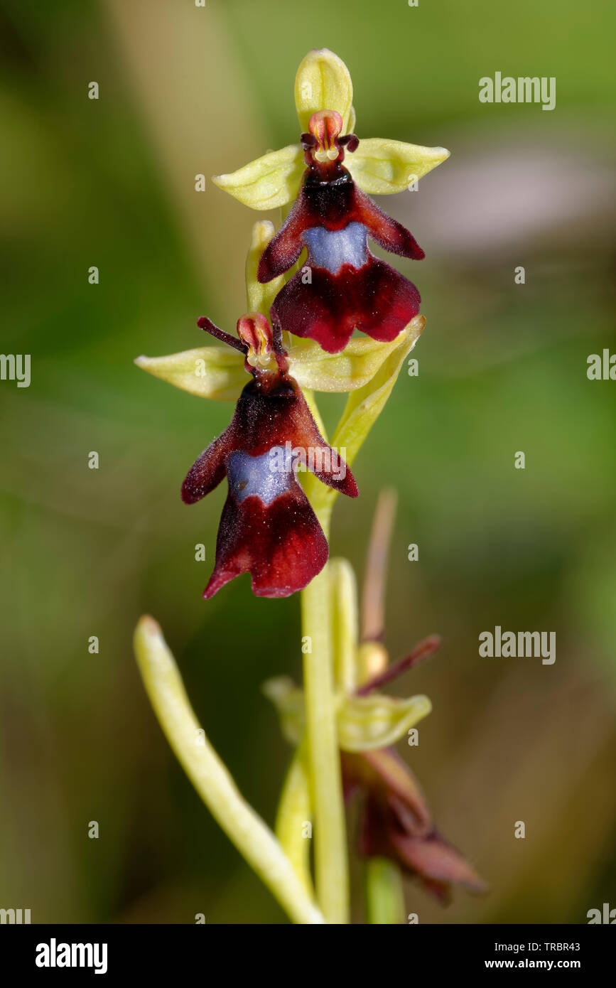 Orchidee - Ophrys insectifera zwei Blumen fliegen Stockfoto