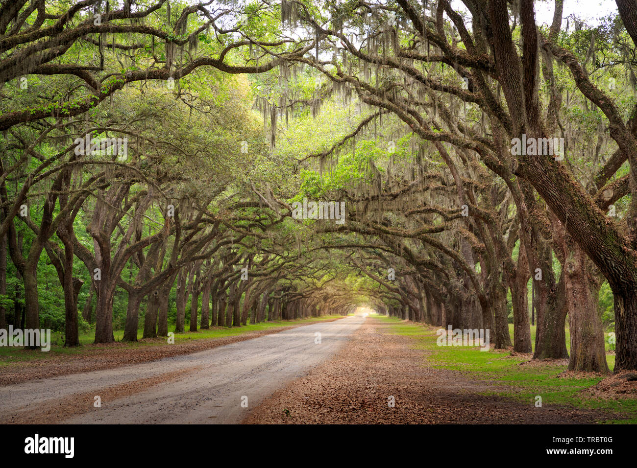 Die eine Meile Live Oak gesäumten Straße am Wormsloe Plantation, Savannah, Georgia Stockfoto
