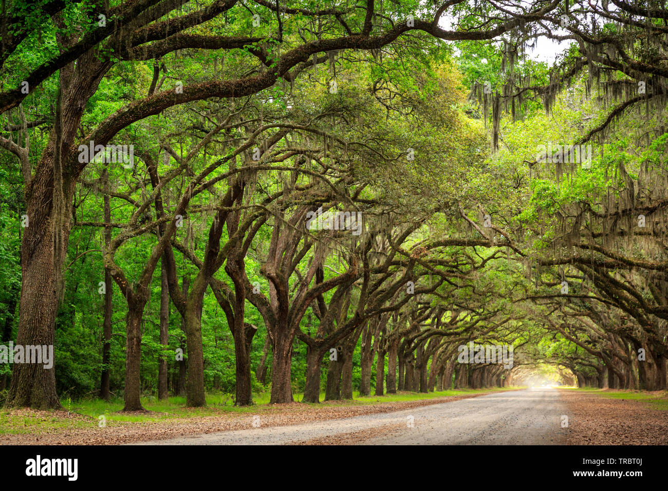 Die eine Meile Live Oak gesäumten Straße am Wormsloe Plantation, Savannah, Georgia Stockfoto