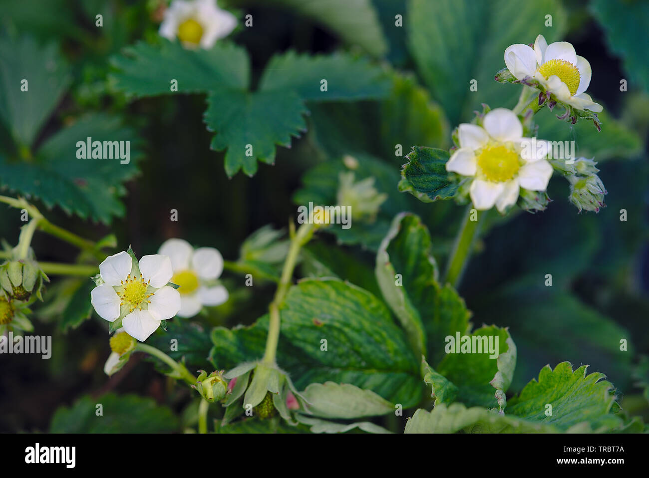 Erdbeere Blüte im Frühjahr, Gemüsegarten Stockfoto